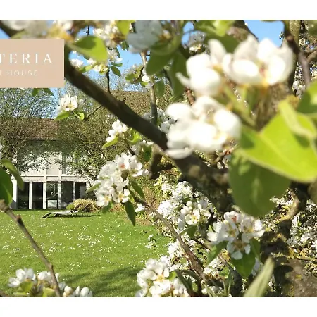 Wisteria Villers-l'Eveque